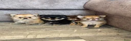 Pomchi dogs for sale: Pomchi puppy 1 GIRL LEFT READY NOW  - Advert 6