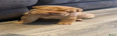 APRICOT FEMALE