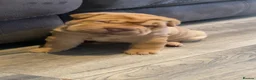 Shar Pei dogs for sale: 7 WEEKS Beautiful KC Registered Shar Pei Puppies - Advert 21