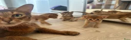 Somali cats for sale: Somali kittens available 😻 in Lincoln - Advert 9