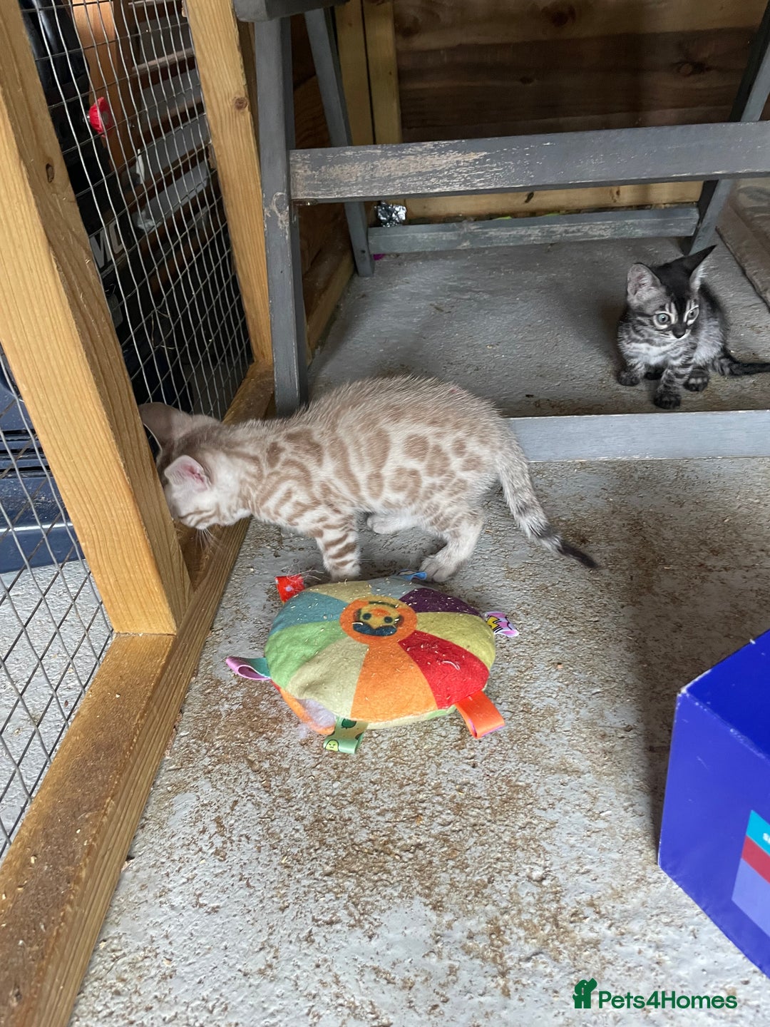 Bengal cats for sale: 3 Pure Bengals left  - Image 35