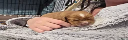 Cocker Spaniel dogs for sale: 6 red cocker spaniel puppies in Bridlington - Advert 6