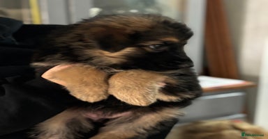 German Shepherd dogs - Advert 11