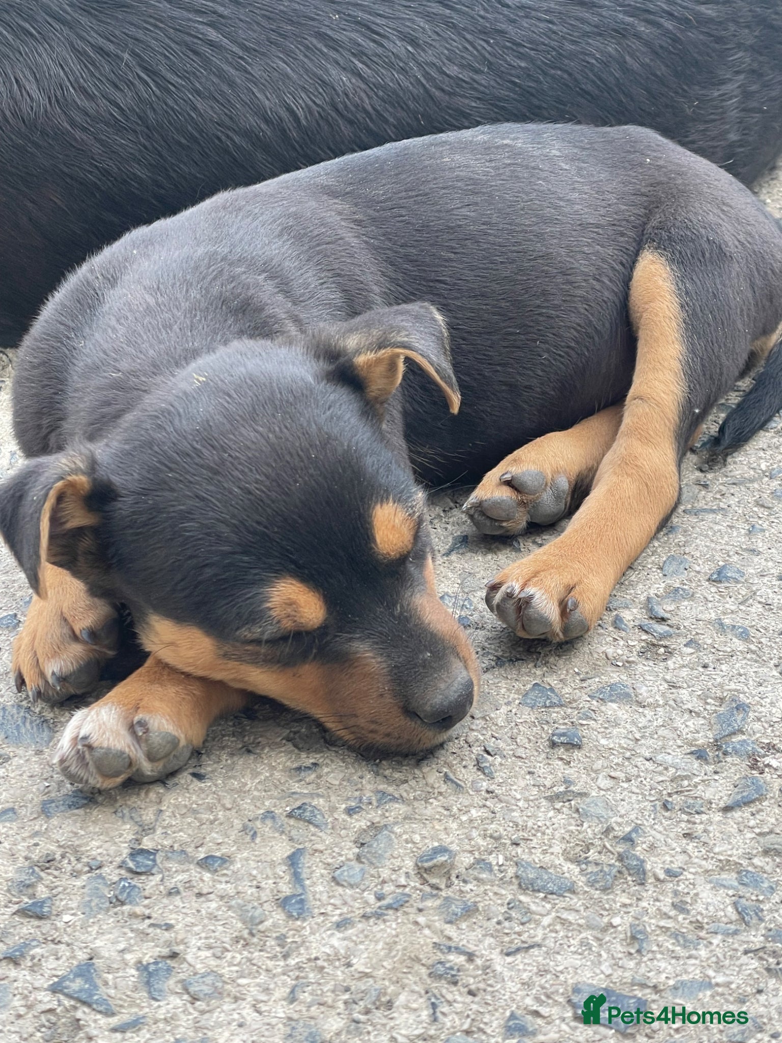 Mixed Breed dogs Kelpiejack pups - Advert 8