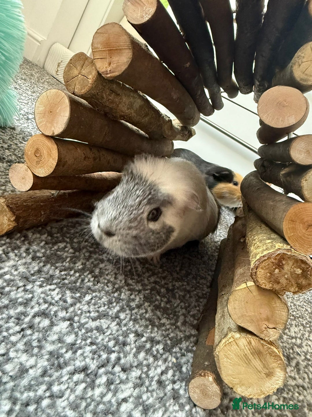 Guinea Pig rodents for sale: 2 male guniepigs and cage   - Image 4