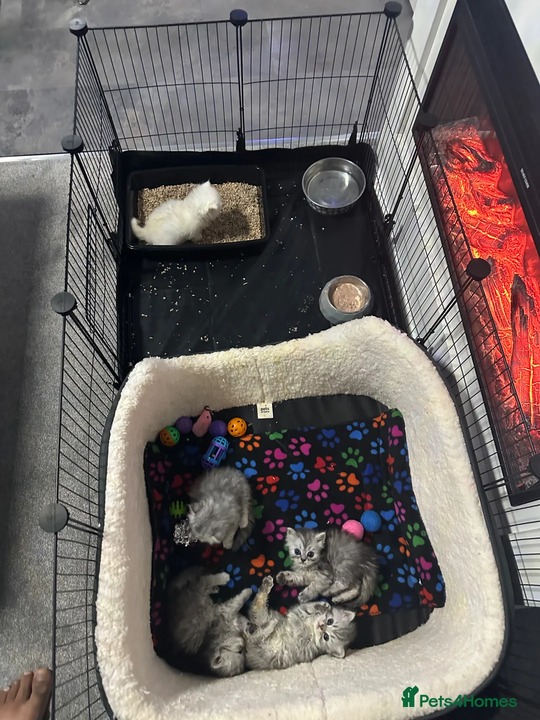 Persian cats for sale: Pure Persian long coat kitten’s - Advert 20