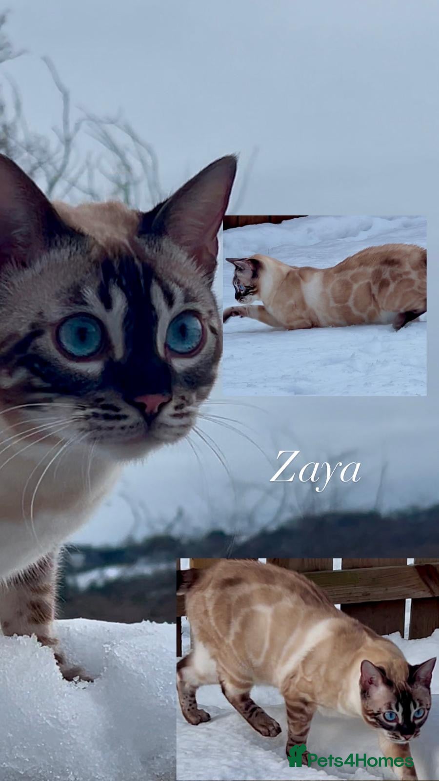 Bengal cats Stunning Bengal girl available - Advert 1