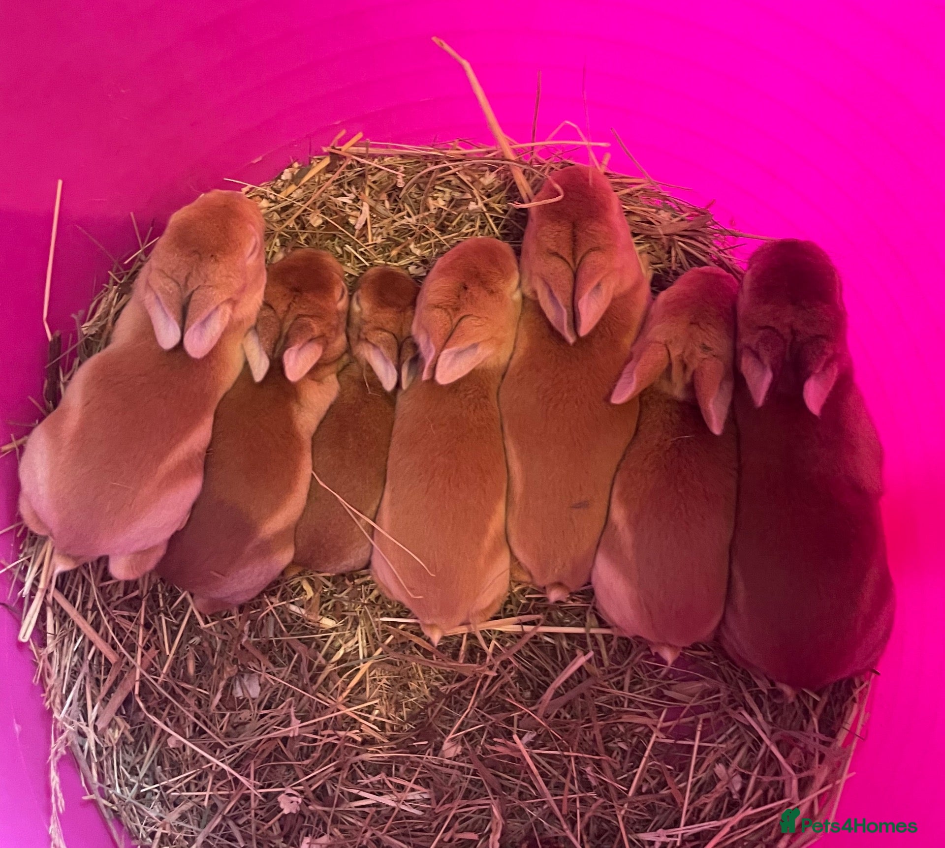 Rex rabbits Pure bred mini Rex 🐰  - Advert 9