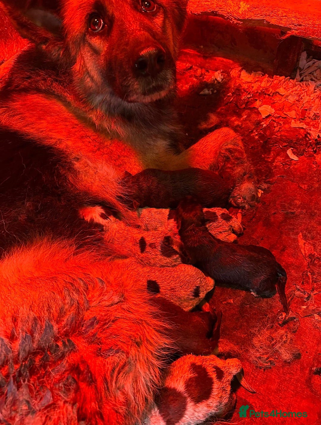 German Shepherd dogs for sale: 3 beautiful German shepherd puppies  - Advert 5