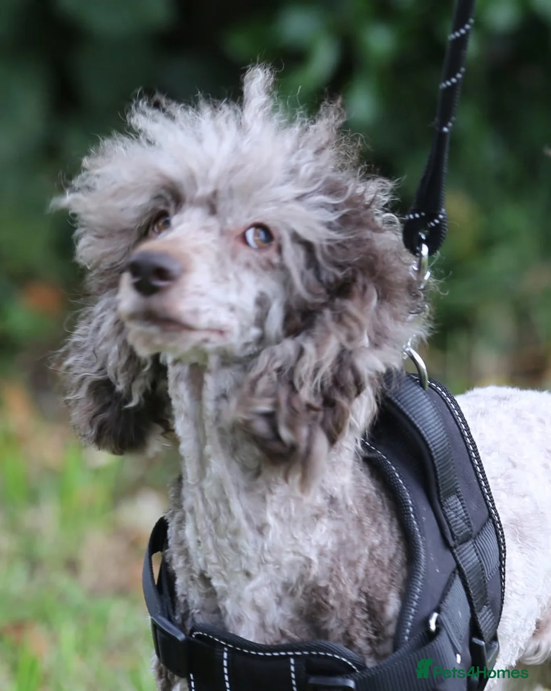 Miniature Poodle dogs for sale: Chocolate Merle poodle boy - Advert 2