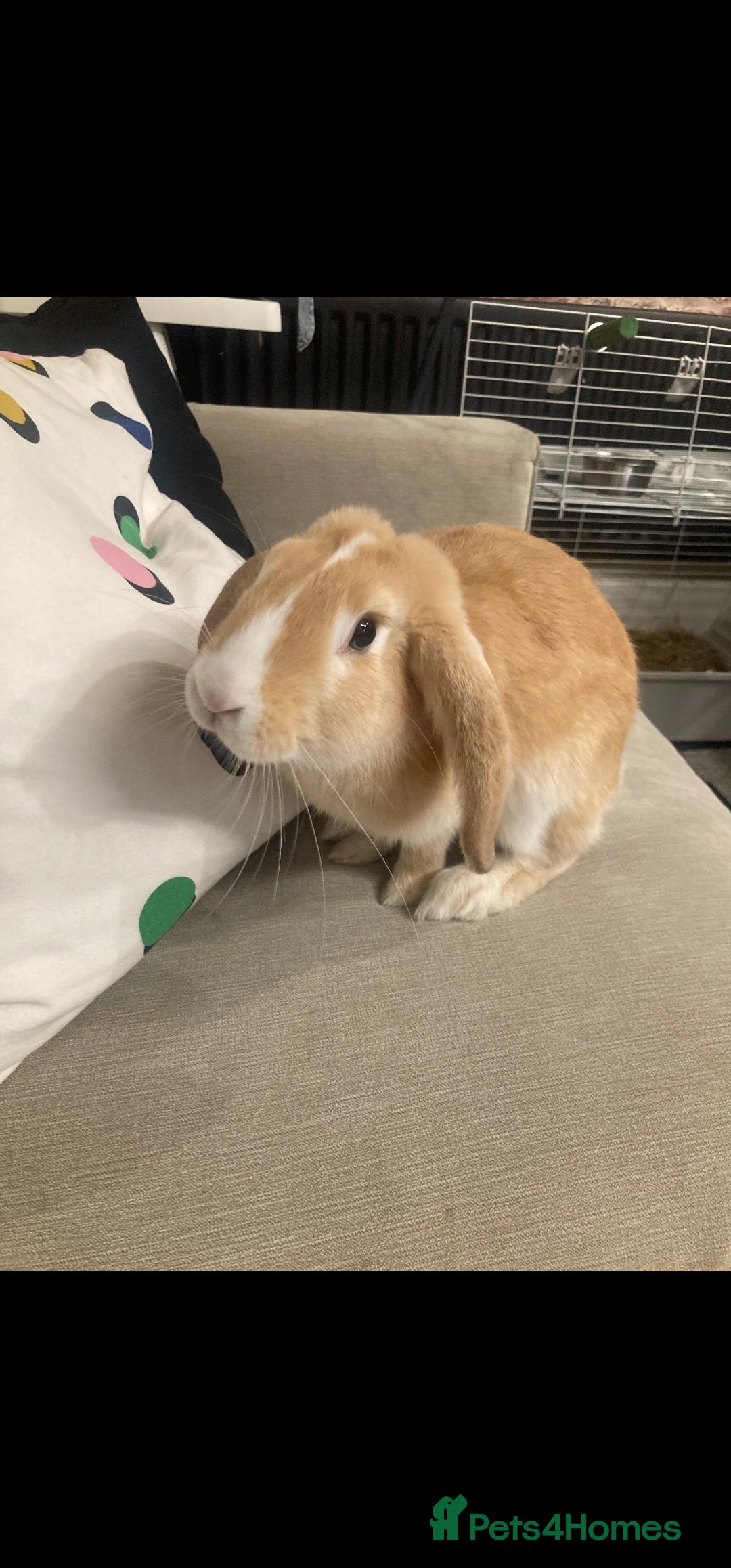 Mini Lop rabbits for sale: Free roam female house bunny  - Advert 1