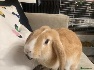 Mini Lop rabbits Free roam female house bunny - Advert 1