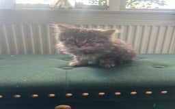 Toybob cats for sale: Kittens for sale  - Image 1