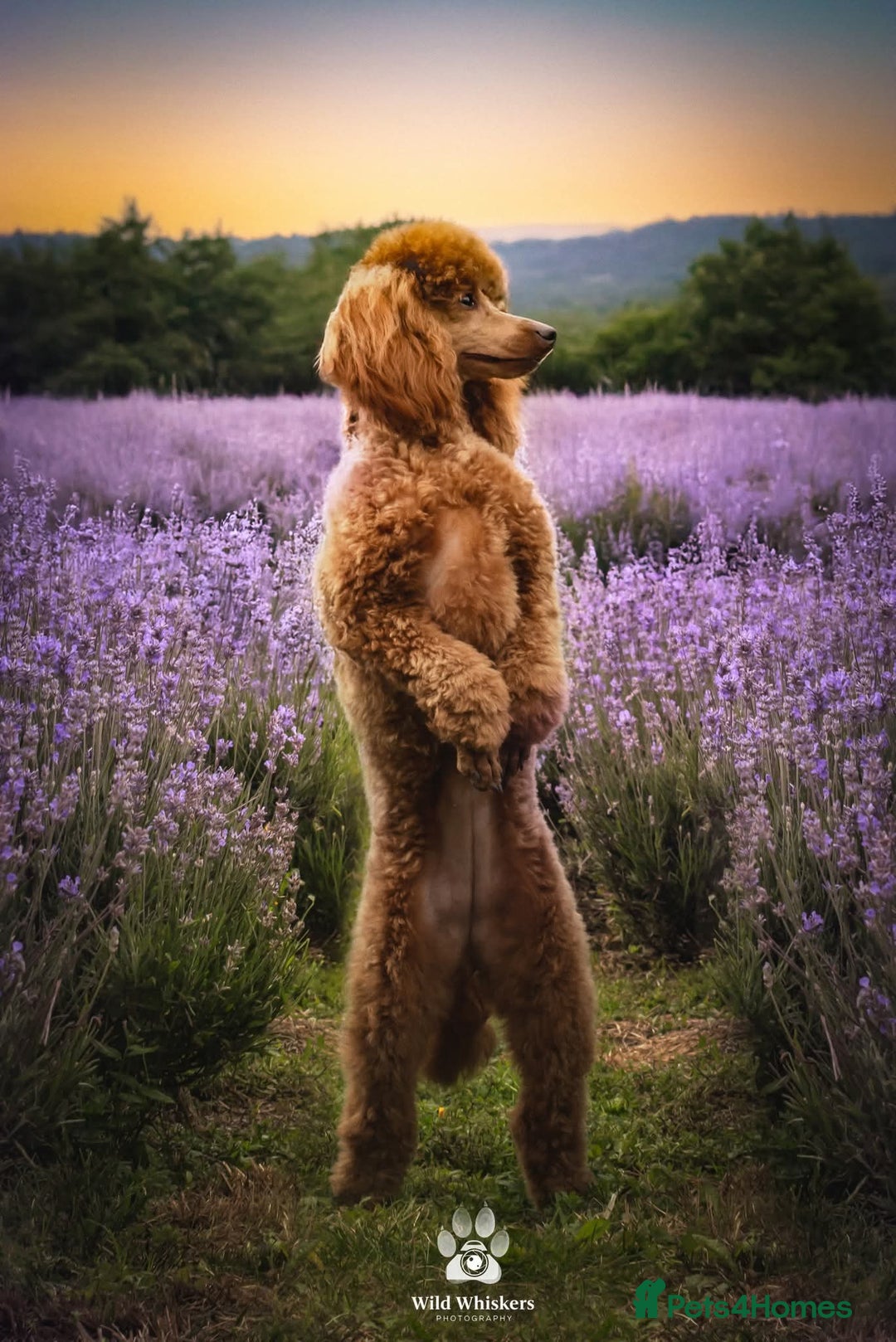 Toy Poodle dogs for sale: Stunning red female poodle  - Image 6