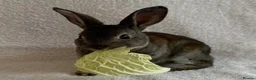 Rex rabbits for sale: Rex Standard Rabbits/Bunnies/Kits Available  - Advert 3