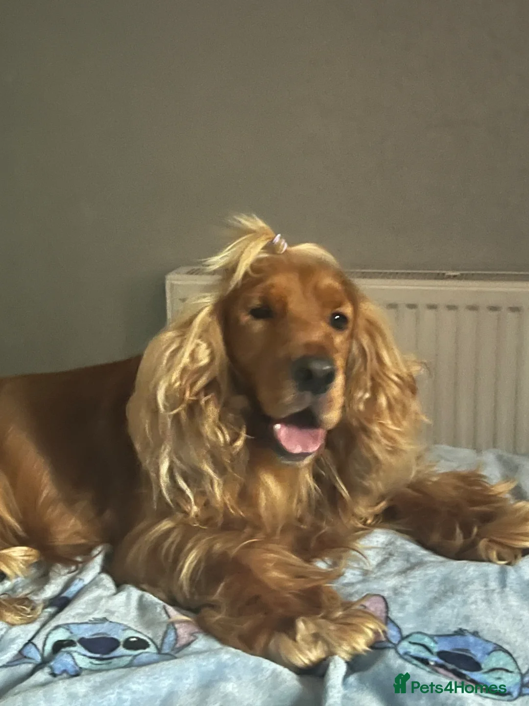 Cocker Spaniel dogs for sale: Cocker Spaniel Pups - 5 th Generation  - Advert 11