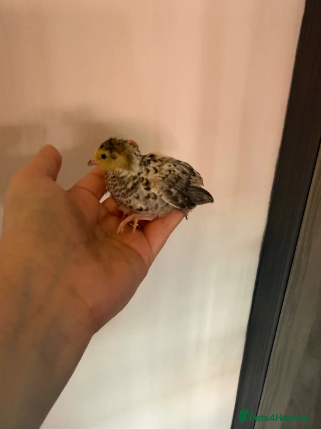Quail poultry for sale: Chinese painted!Button male Quail  - Advert 2