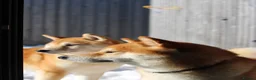 Japanese Shiba Inu dogs for sale: Cream Japanese Shiba Inu male  in London - Advert 7