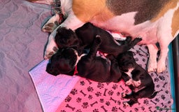 Bocker dogs for sale: Bocker Puppies for Sale - Image 2