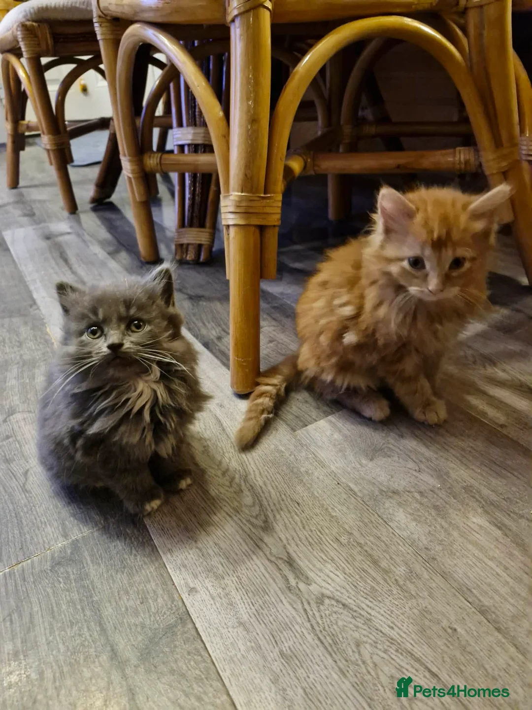 Mixed Breed cats for sale: Adorable Mainecoon kittens  - Advert 17