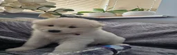 Samoyed dogs for sale: Adorable Samoyed puppies  - Advert 14