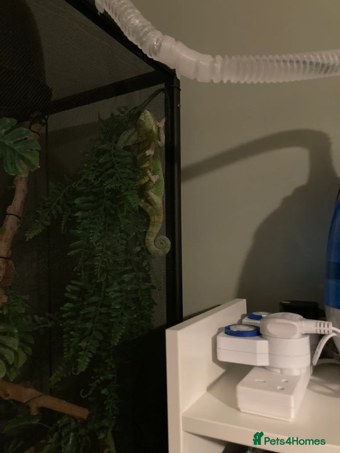 Chameleon reptiles for sale: Very friendly Yemen chameleon full setup - Advert 9