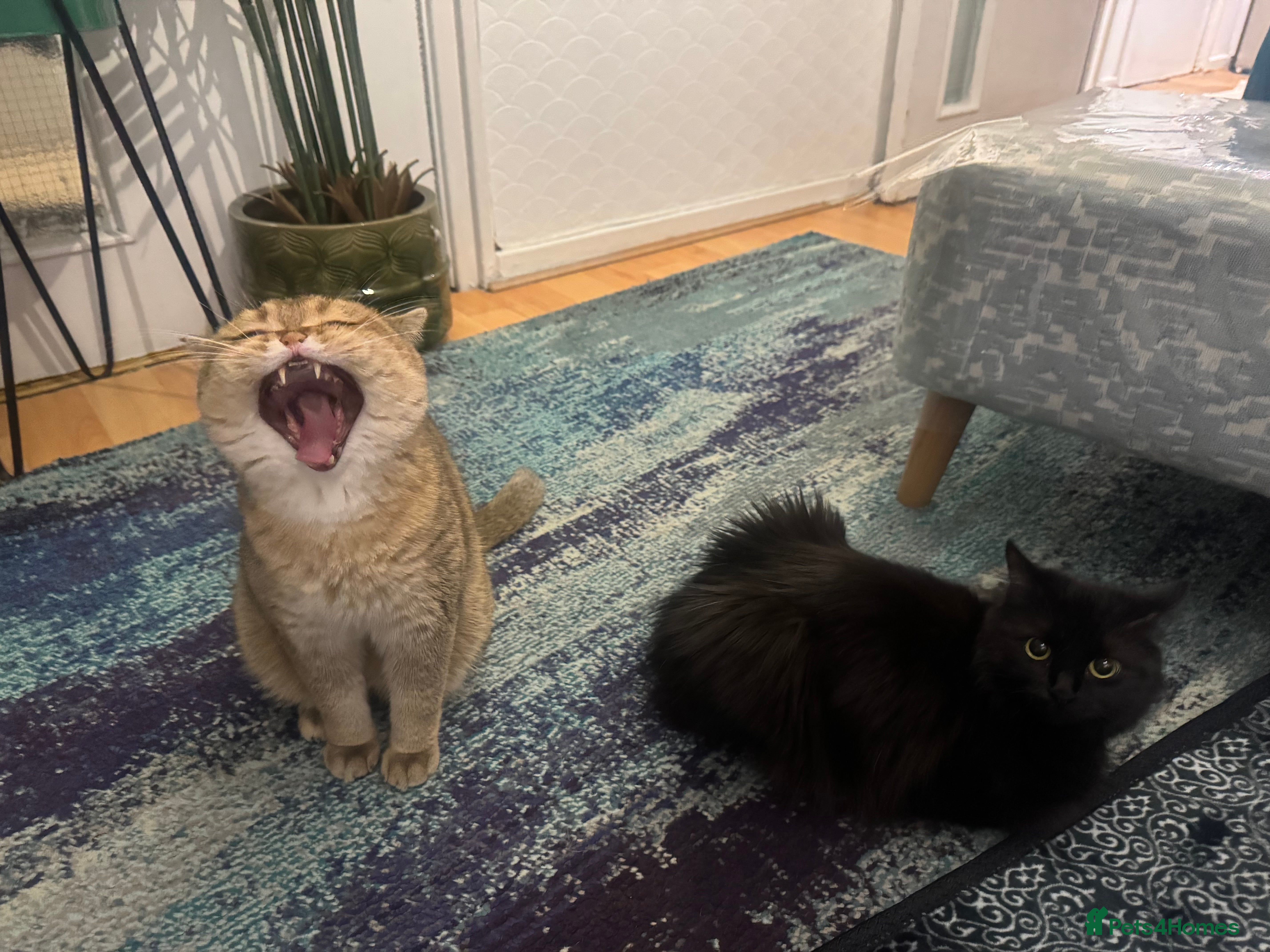 British Shorthair cats Two life long partners need their forever home - Advert 11