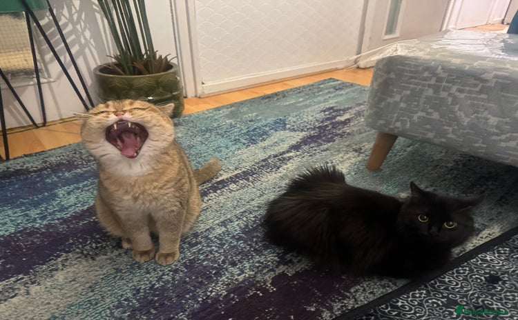 British Shorthair cats - Advert 1