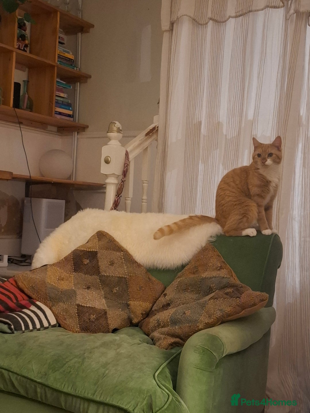 Mixed Breed cats for sale: Ginger Tom - Advert 3