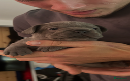 French Bulldog dogs for sale: 2 chunky well breed French bull dog pups  - Image 3
