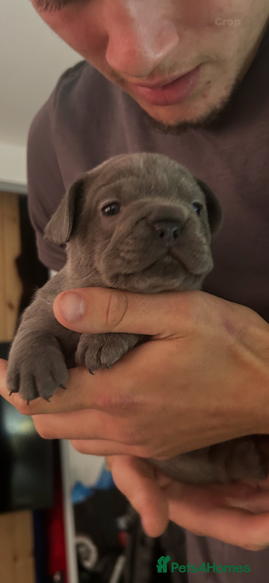 French Bulldog dogs for sale: 2 chunky well breed French bull dog pups  - Image 3