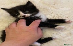 Turkish Angora cats for sale: Turkish angora kitten  - Image 1
