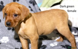 Labrador Retriever dogs for sale: Fox red labrador pups ready now - Image 8