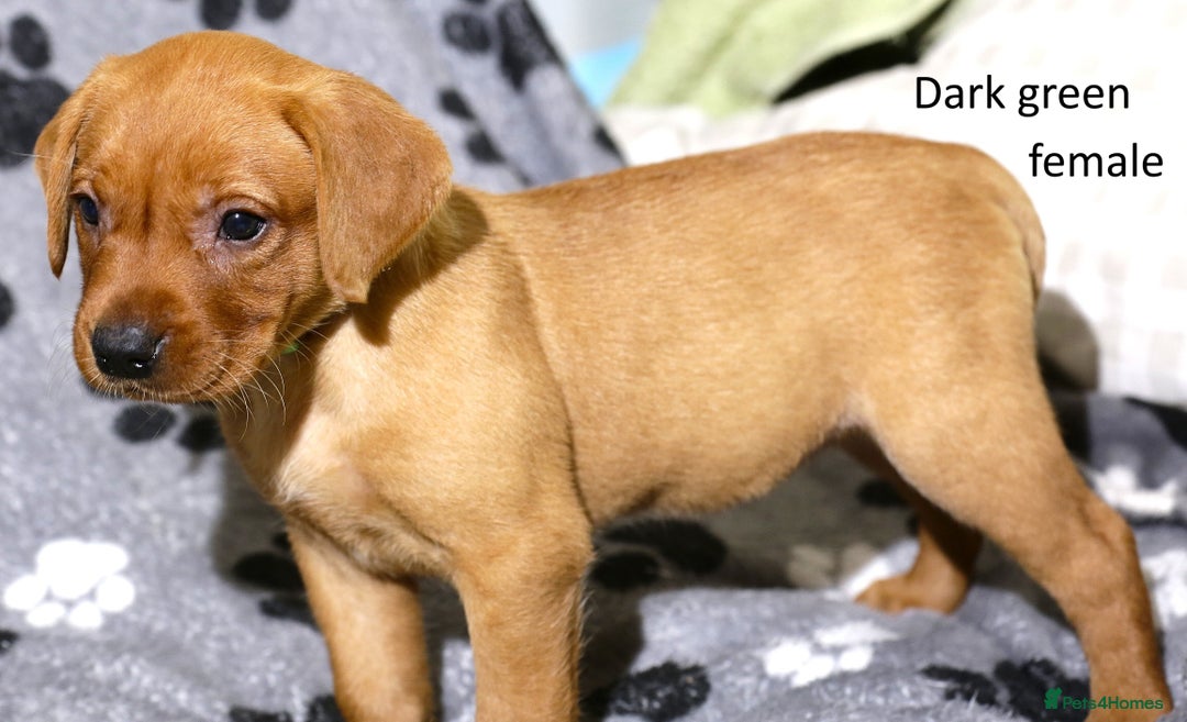 Labrador Retriever dogs for sale: Fox red labrador pups ready now - Image 8