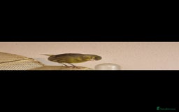 Canaries birds for sale: Two Canary Birds for sale, £20 each - Image 12