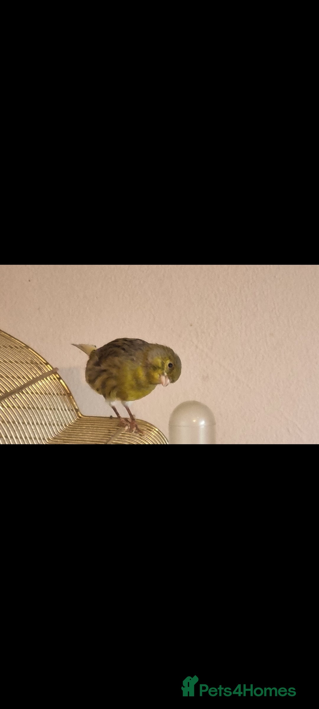 Canaries birds for sale: Two Canary Birds for sale, £20 each - Image 12