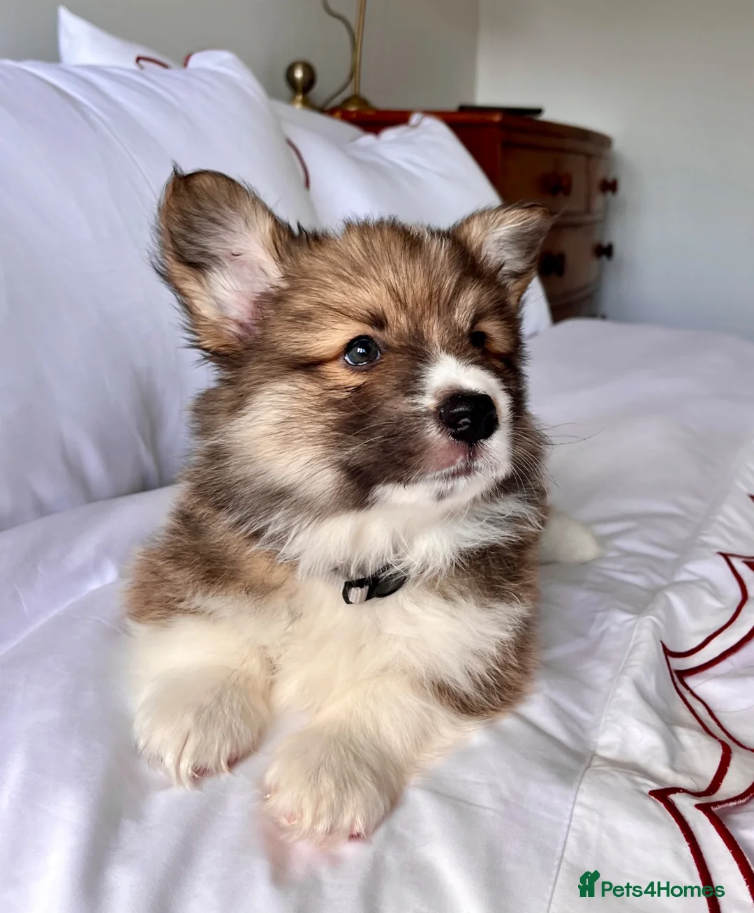 Welsh Corgi Pembroke dogs for sale: Stunning Fluffy Long-Haired (Fluffy) Corgi Puppies - Advert 2