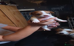 Mixed Breed dogs for sale: Jack Russell x dash x Chihuahua - Image 7