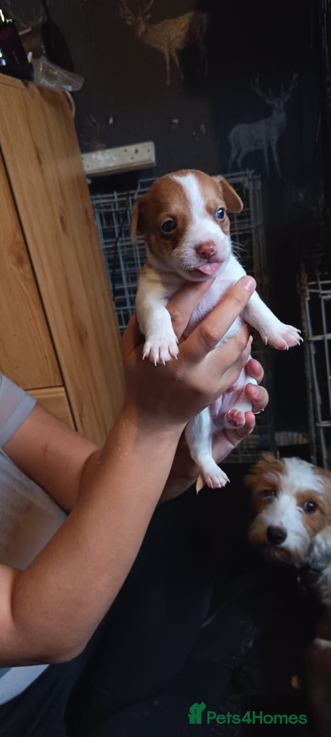 Mixed Breed dogs for sale: Jack Russell x dash x Chihuahua - Image 7