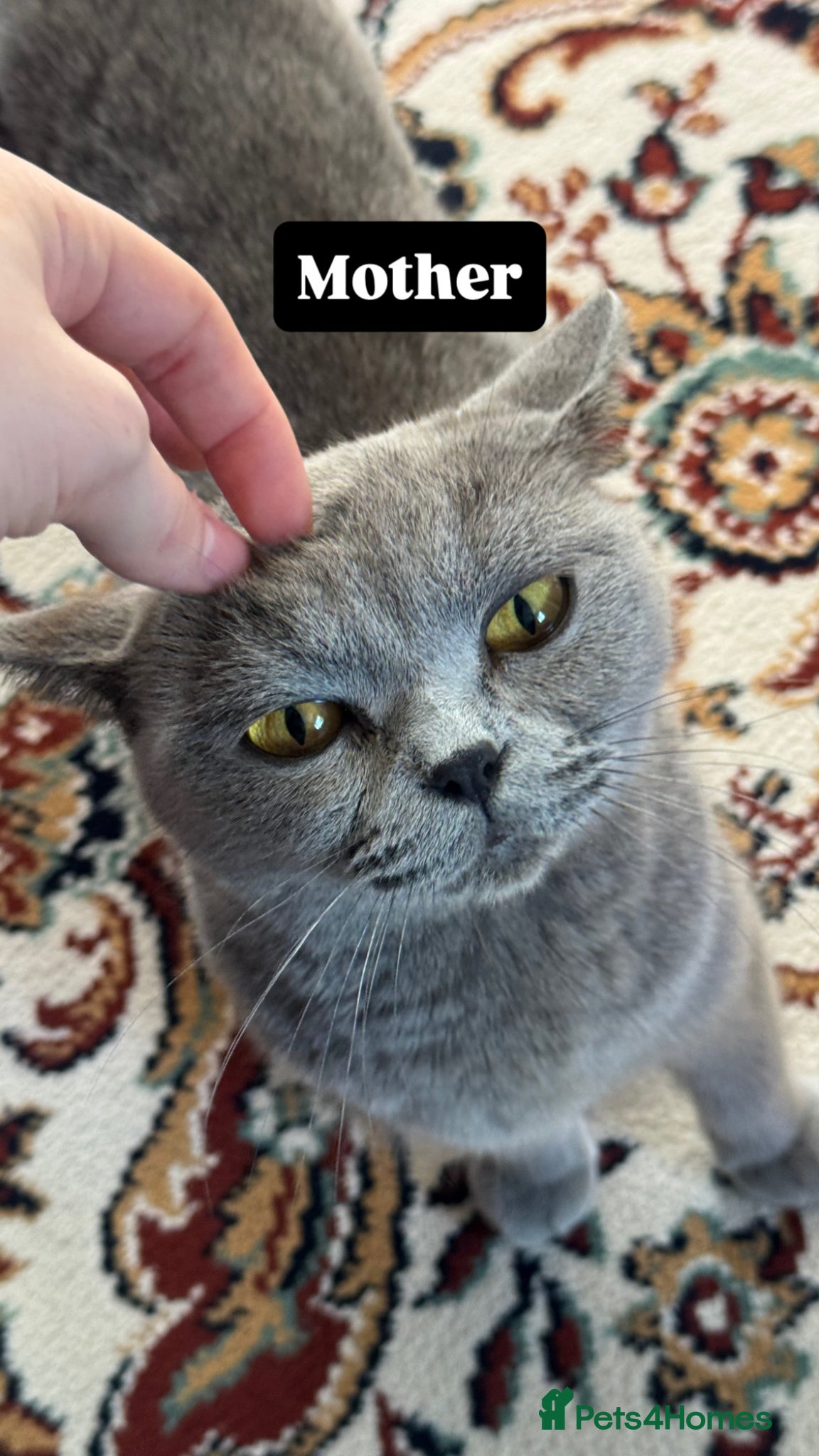Mixed Breed cats for sale: Lovely British and Scottish short hair kittens in Wigston - Advert 8
