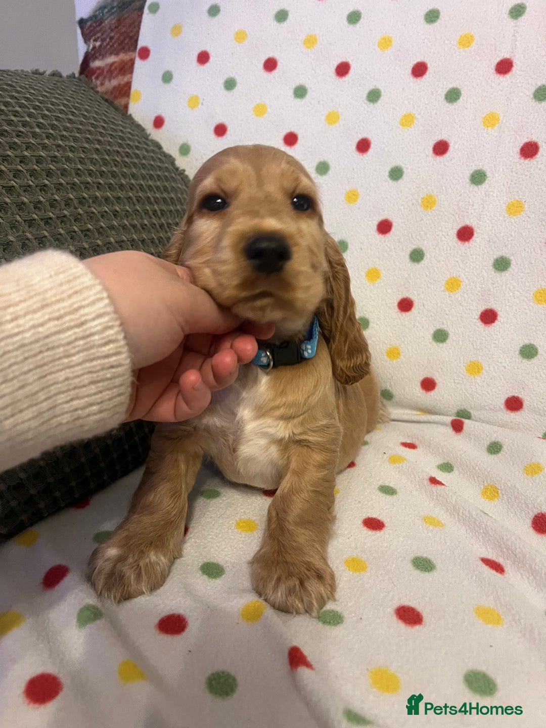 Cocker Spaniel dogs for sale: Show cocker spaniels  - Advert 5