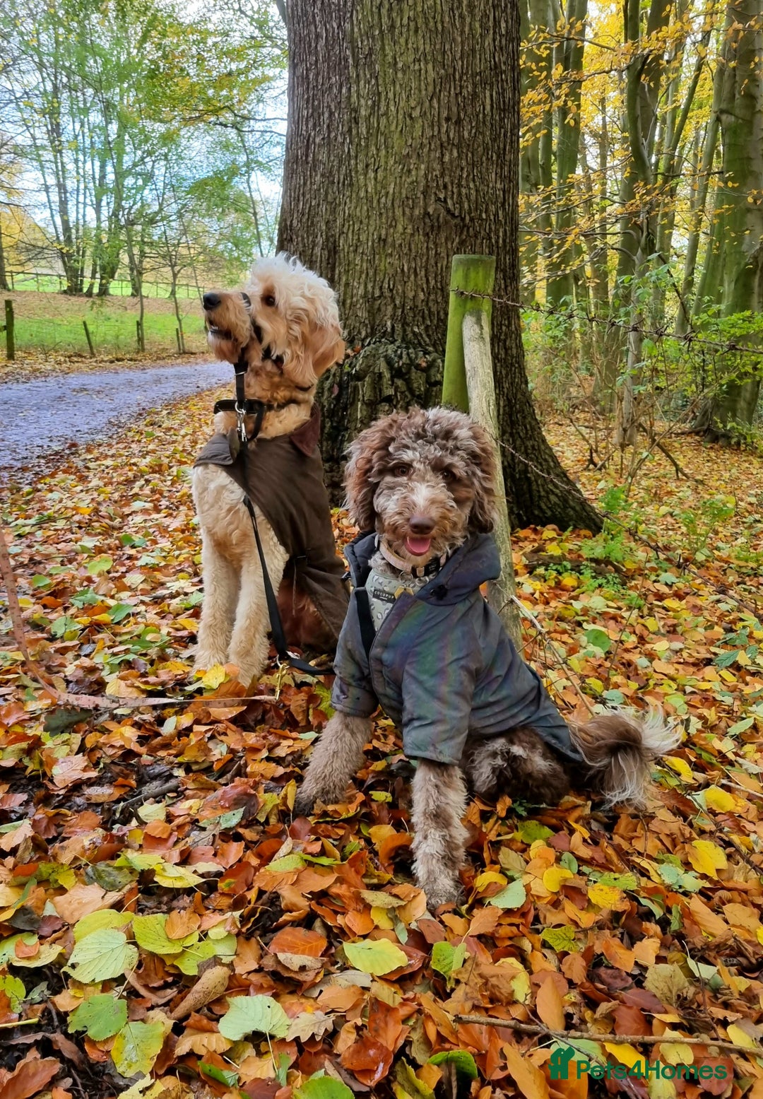 Mixed Breed dogs for sale: Goldendoodle x Irishdoodle puppies - Advert 10