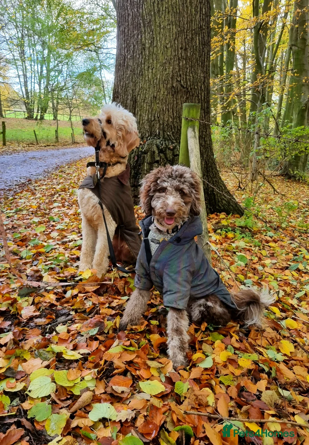 Mixed Breed dogs for sale: Goldendoodle x Irishdoodle puppies - Advert 16