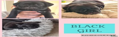 Pug 3 BLACK 