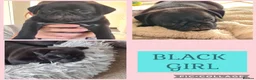 Pug dogs for sale: Beautiful Pug puppies for sale  in Peterborough - Advert 6
