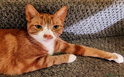 British Shorthair cats for sale: Ginnie  - Image 2