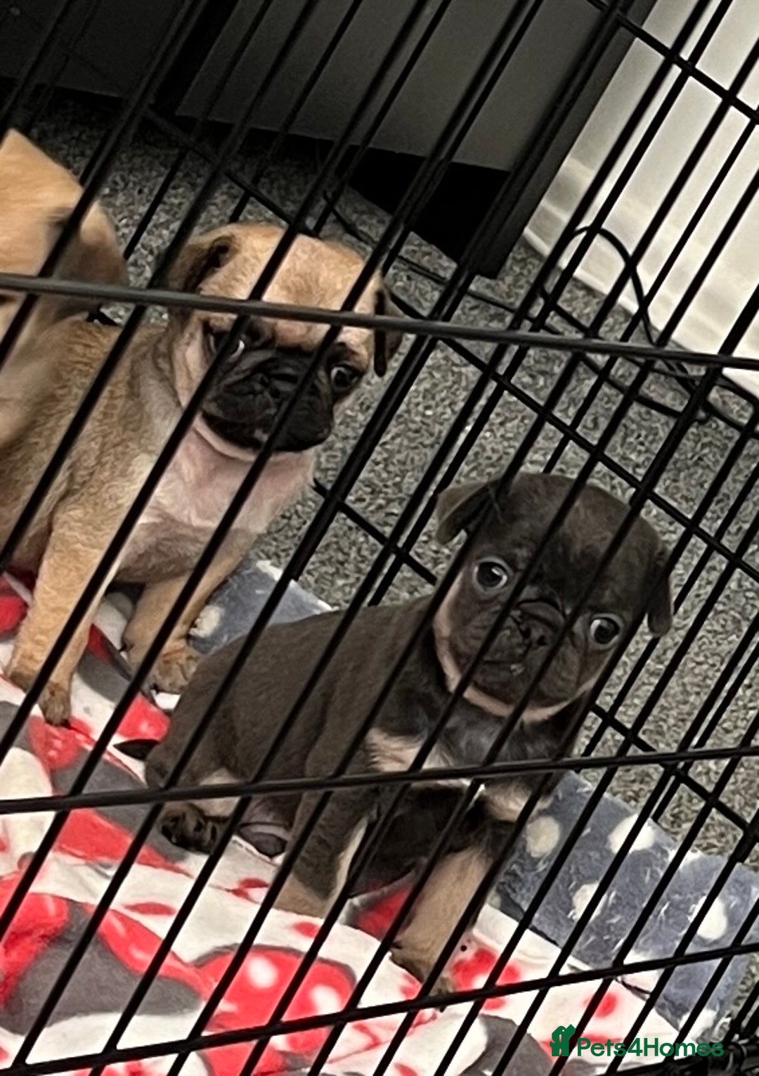 Pug dogs for sale: 2 beautiful pugs left - Image 19