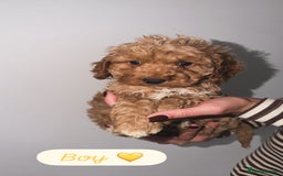Cockapoo dogs for sale: Cockapoo puppies looking for homes 🏠  - Image 9