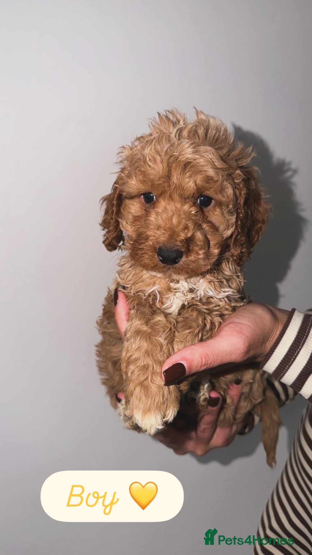 Cockapoo dogs for sale: Cockapoo puppies looking for homes 🏠  - Image 9
