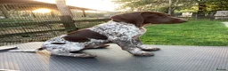 German Shorthaired Pointer dogs for sale: German Shorthaired Pointer pups for sale in Milnthorpe - Advert 9